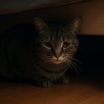 Wie verhält sich eine Katze, der es nicht gut geht?