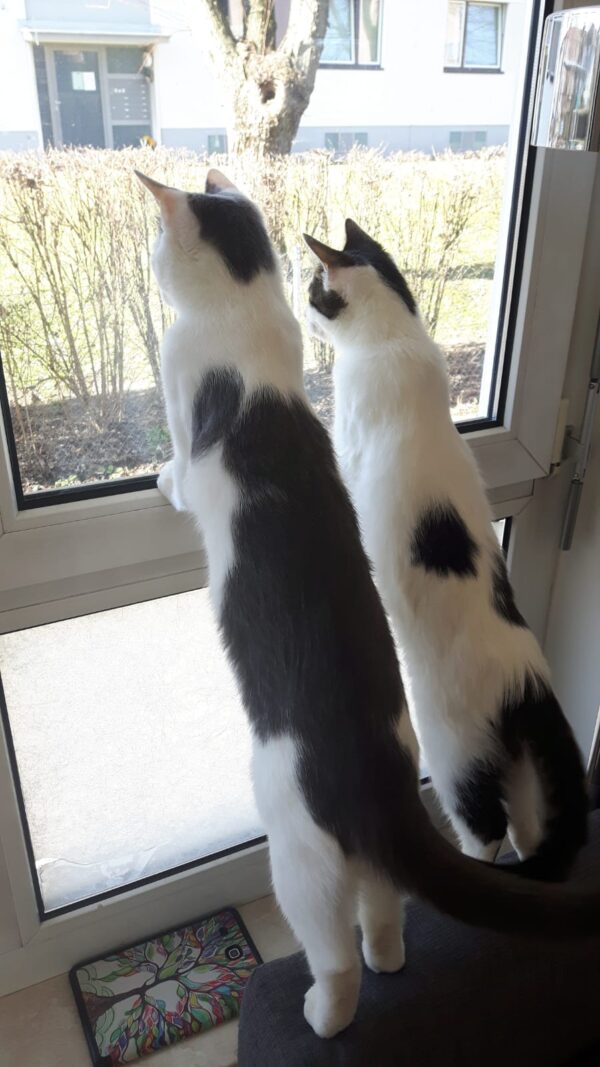 Zusammenführung von Katzen 5 Tipps damit es wirklich klappt Pfötchentraining