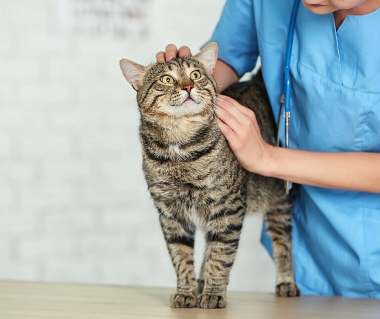 Kater Wird Nach Kastration Von Katze Angefaucht Kastration bei Katzen: Wann sollte man kastrieren? – Pfötchentraining
