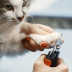 Krallenpflege bei Katzen: Muss das sein?