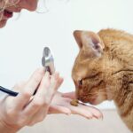3 Gründe für Medical Training mit Katzen