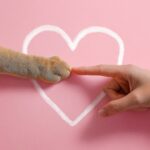 Warum Katzen nicht wie Hunde sind – und wie Du sie trotzdem erfolgreich trainierst