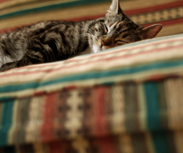 Hilfe! Meine Katze pinkelt aufs Sofa! Pfötchentraining