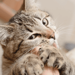 Fehlverhalten bei Katzen: Gibt’s das überhaupt?