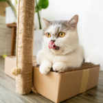 Katzen verstehen: Darauf kommt es wirklich an