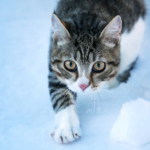 Katzen und kalte Jahreszeiten: Darauf musst Du achten