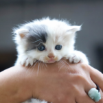 Katzenkindergarten: Sinn oder Unsinn?