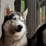 “Mein Hund ist nie alleine!” – Wirklich?