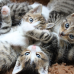 Die Entwicklung von Katzen