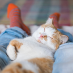 Ist das noch Katzenliebe?