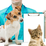 Das eigene Haustier versichern? 3 Gründe, die dafür sprechen!