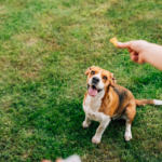 Warum Hundetrainer:in sein nichts mit Hunden zu tun hat