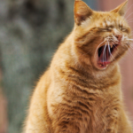 {Alte Katzen} Das musst Du wissen