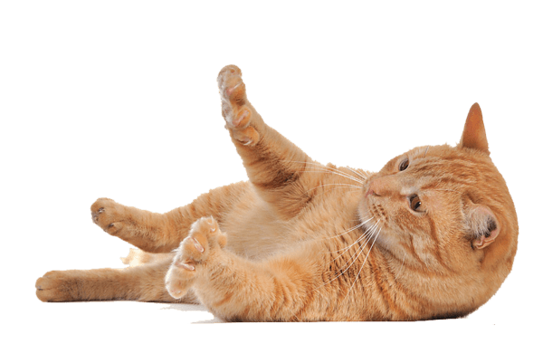 Katzencoaching Pfötchentraining