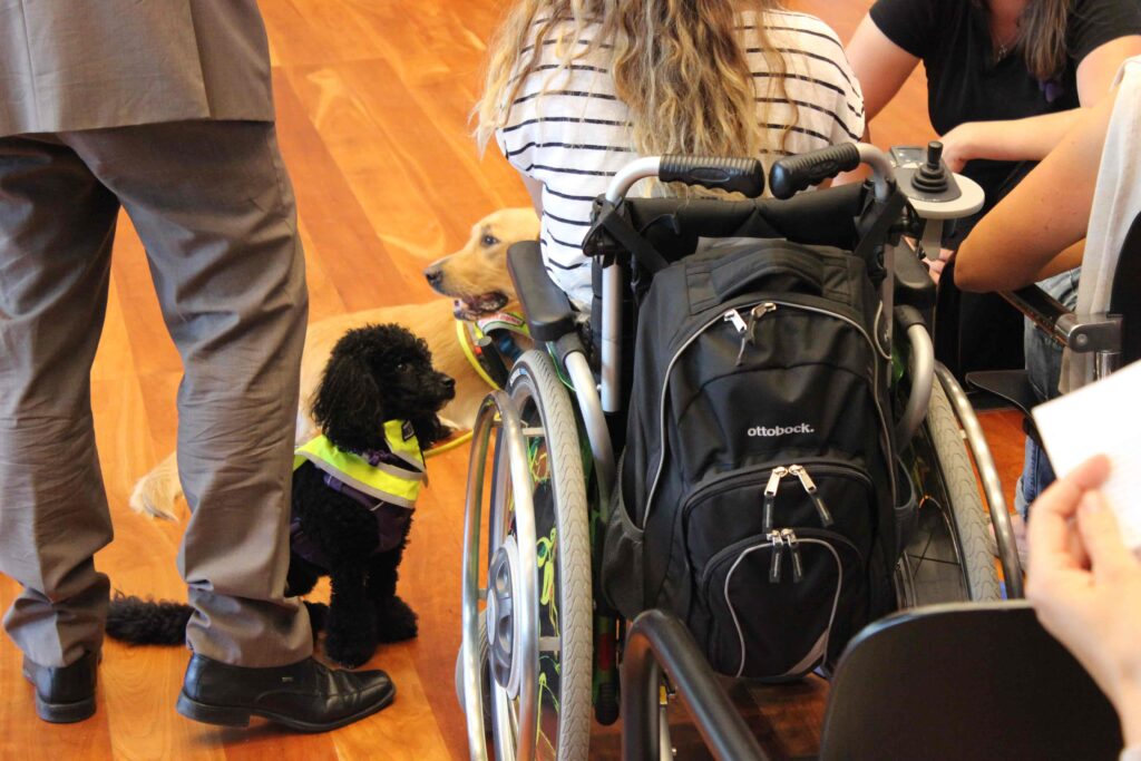 Assistenzhundetraining