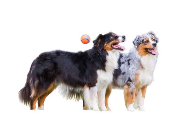 Für HundebesitzerInnen