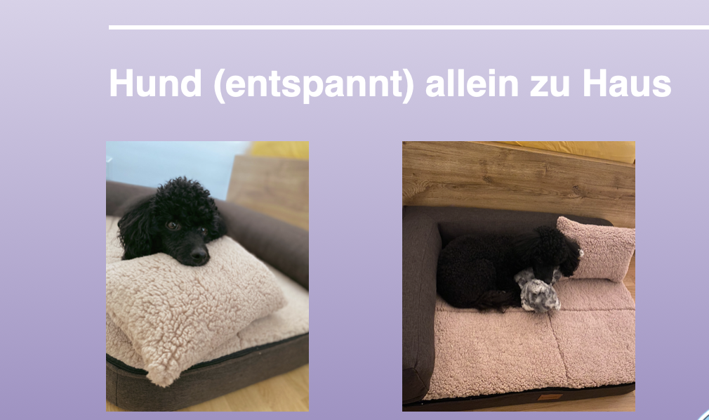 Entspannt alleine bleiben Hund