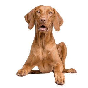 Assistenzhundetraining