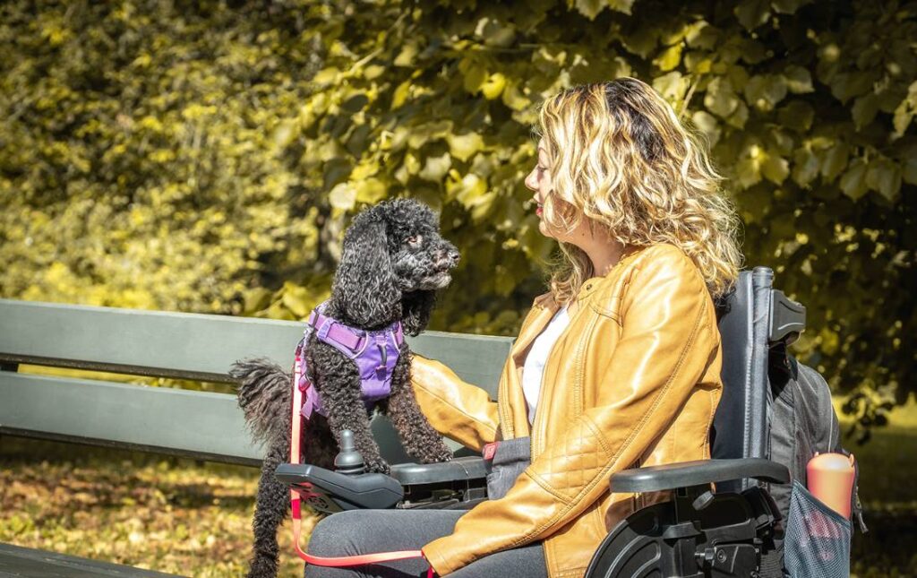 Hundetrainer, Hundeschulen