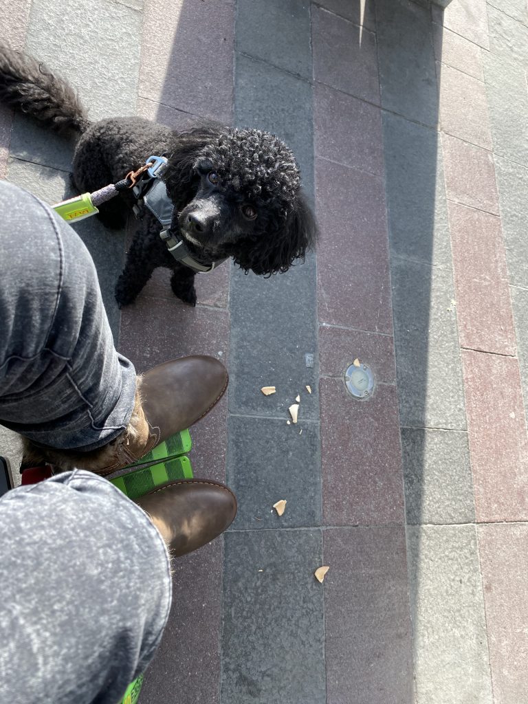 Giftköder-Prävention