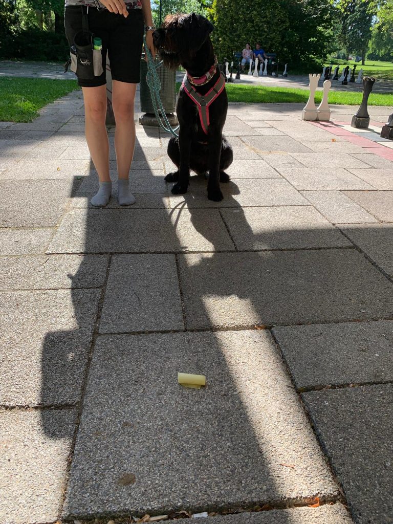 Giftköder-Prävention