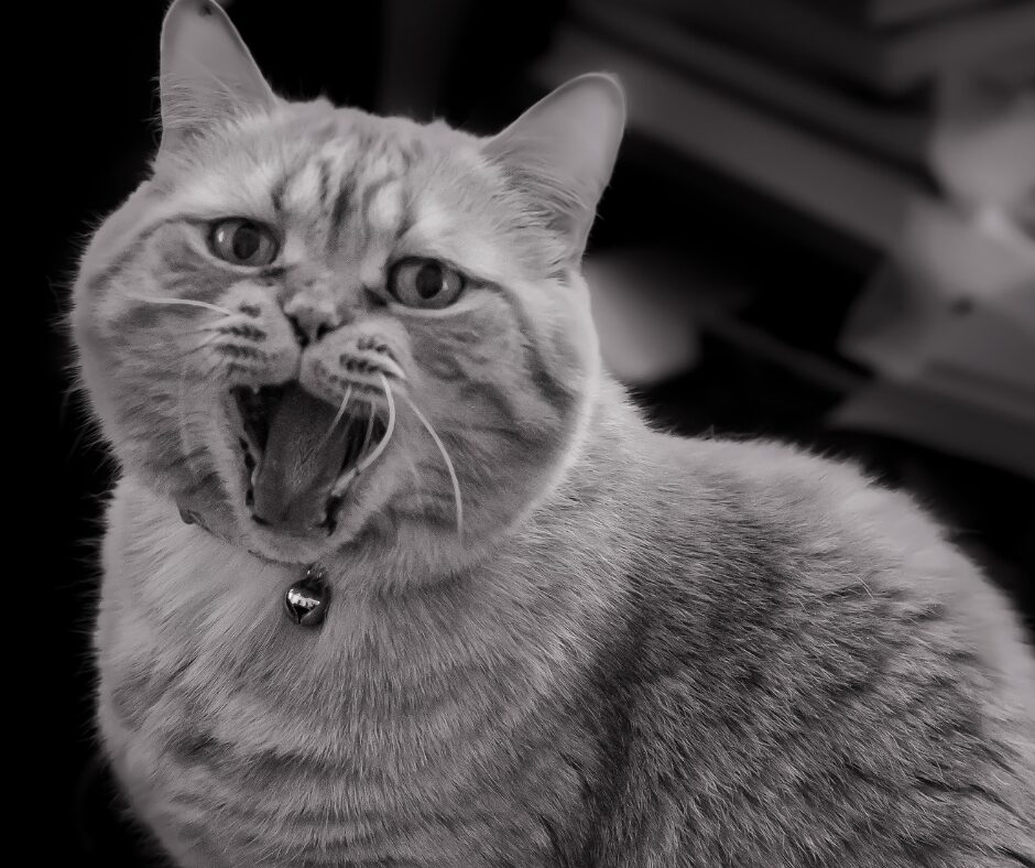 Deshalb lässt Deine Katze Dich nicht schlafen! Pfötchentraining