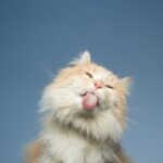 Apportieren mit Katzen: Ein unterschätzter Spielspaß!