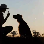 Welche Arten von Hundetraining gibt es eigentlich?