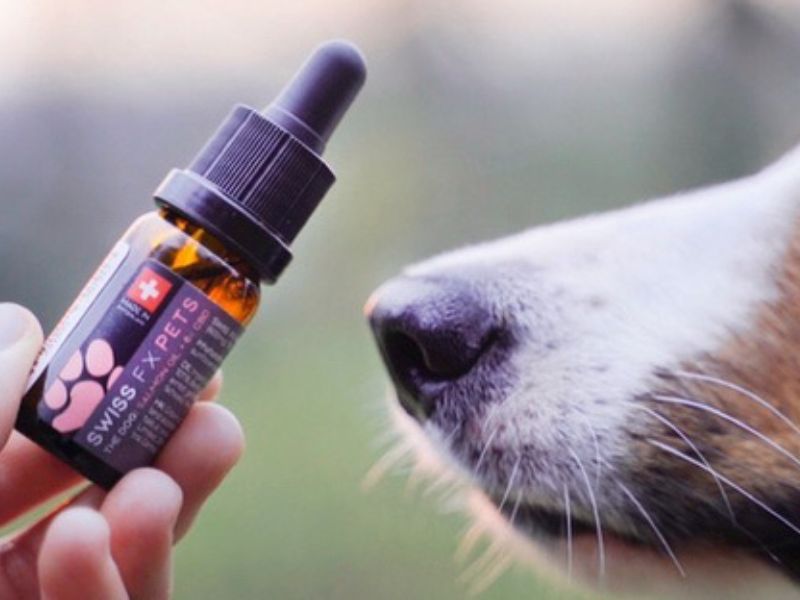 Man sieht einen Hund der an einer CBD Flasche von SwissFX schnuppert.