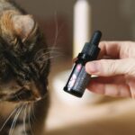 CBD für gestresste Vierbeiner – Natürliche Unterstützung bei Lärm, Trubel und Unsicherheit