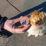 Giftköder-Prävention: So schützt Du Deinen Hund nachhaltig